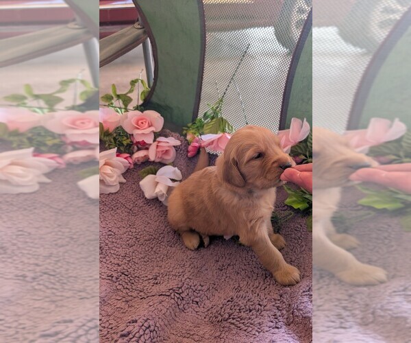 Medium Photo #14 English Cream Golden Retriever Puppy For Sale in DOLORES, CO, USA