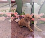 Small #13 English Cream Golden Retriever