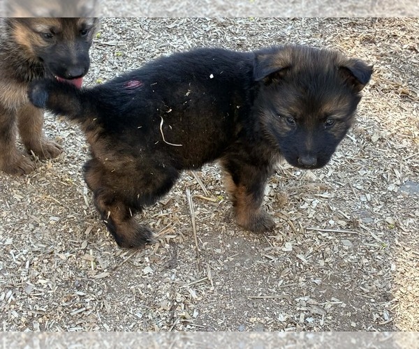 Medium Photo #17 German Shepherd Dog Puppy For Sale in NEWVILLE, PA, USA