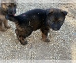 Small Photo #17 German Shepherd Dog Puppy For Sale in NEWVILLE, PA, USA
