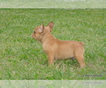 Small Photo #2 French Bulldog Puppy For Sale in ROYSE CITY, TX, USA