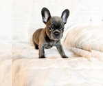 Small #15 French Bulldog