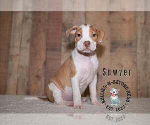 Staffordshire Bull Terrier-Unknown Mix Dogs for adoption in Omaha, NE, USA