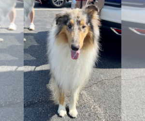 Collie Dogs for adoption in Brooklyn, NY, USA