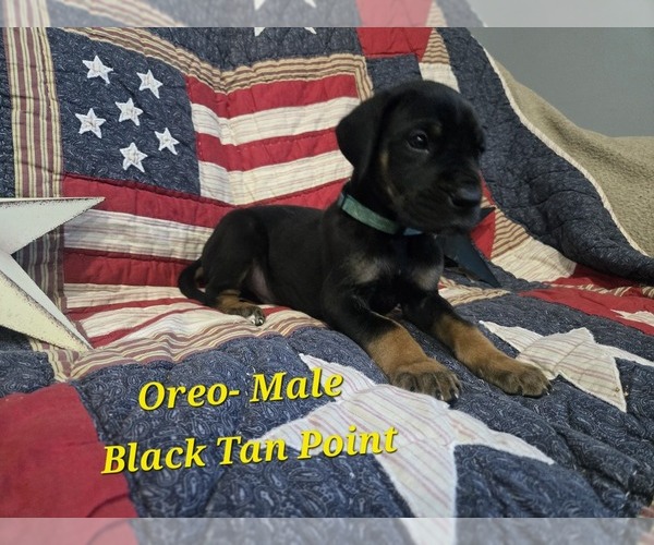 Medium Photo #6 Great Dane Puppy For Sale in HALIFAX, PA, USA