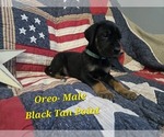 Puppy Oreo Great Dane