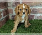 Small #9 Cavalier King Charles Spaniel
