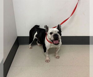 Bulldog-Unknown Mix Dogs for adoption in Corona, CA, USA