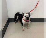 Small Bulldog Mix