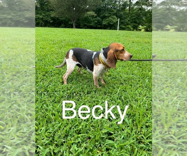 Medium Photo #1 Beagle Puppy For Sale in WOODBRIDGE, VA, USA