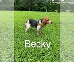 Small Photo #1 Beagle Puppy For Sale in WOODBRIDGE, VA, USA