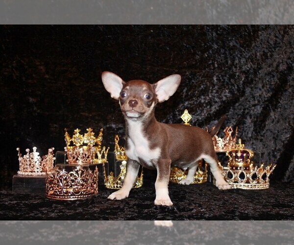 Medium Photo #28 Chihuahua Puppy For Sale in CHARLESTON, AR, USA