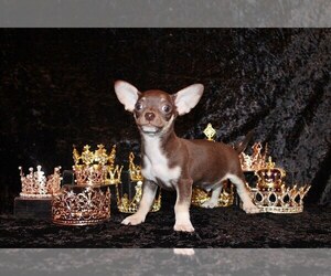 Medium Chihuahua