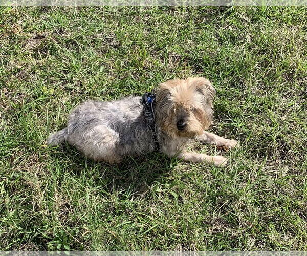Medium Photo #2 Mutt Puppy For Sale in Valrico, FL, USA