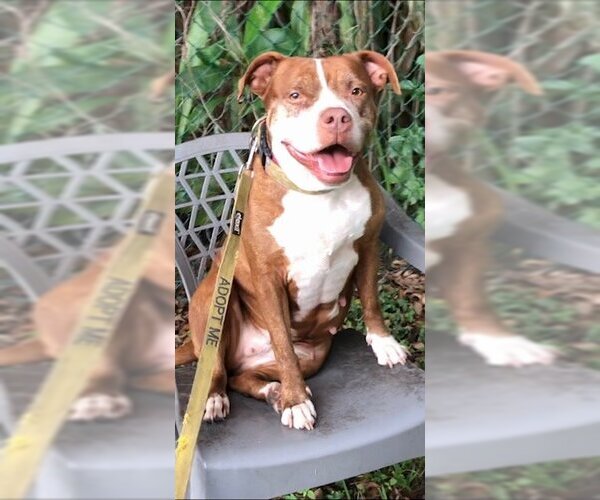 Medium Photo #2 American Pit Bull Terrier Puppy For Sale in Weston, FL, USA
