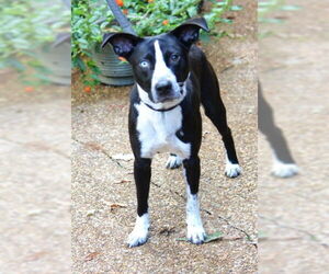 Border Collie-Unknown Mix Dogs for adoption in Enfield, CT, USA