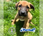 Small #1 Mutt