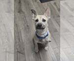 Small German Shepherd Dog Mix