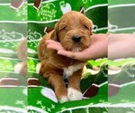 Small Photo #9 Goldendoodle Puppy For Sale in TOLEDO, OH, USA