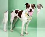 Small #4 American Foxhound-Labrador Retriever Mix