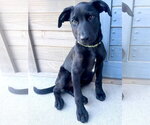 Small Labrador Retriever Mix