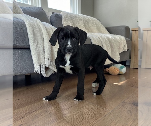 Medium Photo #1 Boxer Puppy For Sale in FRANKLIN, IN, USA