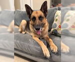 Small #1 German Shepherd Dog
