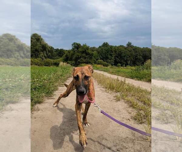 Medium Photo #3 Black Mouth Cur-Unknown Mix Puppy For Sale in Ridgefield, CT, USA