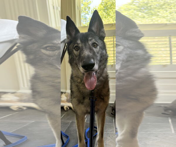 Medium Photo #1 Alusky Puppy For Sale in Cumming, GA, USA