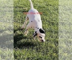 Small Photo #42 Dalmatian Puppy For Sale in AMARILLO, TX, USA