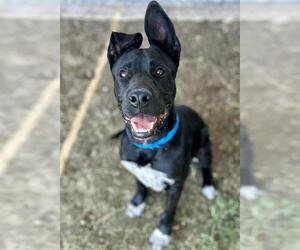 German Shepherd Dog-Unknown Mix Dogs for adoption in Riverside, CA, USA