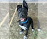 Small German Shepherd Dog Mix