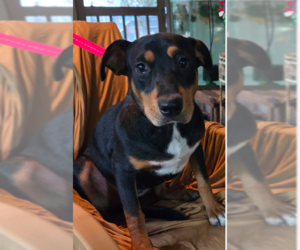 Mutt Dogs for adoption in Decatur, GA, USA
