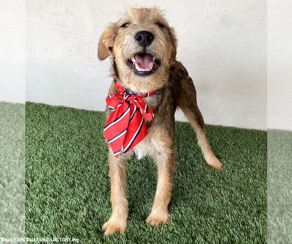 Medium Photo #8 Jack Russell Terrier-Miniature Schnauzer Mix Puppy For Sale in San Diego, CA, USA