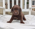 Small #7 Labrador Retriever