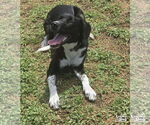 Small #2 Labrador Retriever-Retriever  Mix