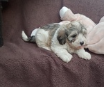 Puppy Blossom Havanese