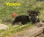 Puppy Yellow Collar German Shepherd Dog
