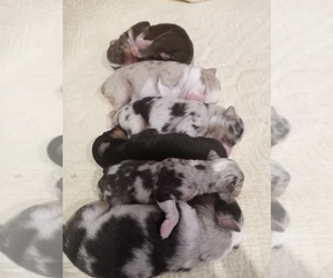 Australian Shepherd Puppy for sale in KENDALL, FL, USA