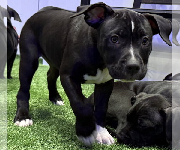 Medium Photo #7 American Bulldog-Unknown Mix Puppy For Sale in Sanford, FL, USA