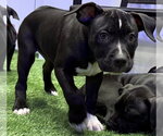 Small #6 American Bulldog Mix