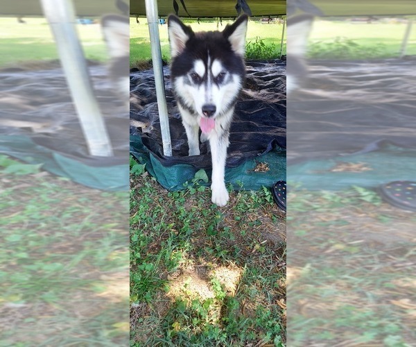 Medium Photo #1 Siberian Husky Puppy For Sale in OLIVE BRANCH, MS, USA