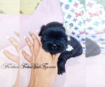Small #1 Shih Tzu