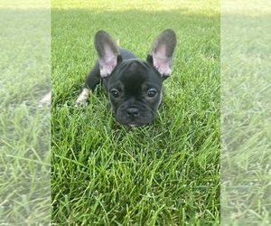 French Bulldog Puppy for Sale in MAPLE GROVE, Minnesota USA