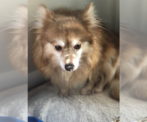 Medium Photo #5 Pomeranian Puppy For Sale in St. Louis Park, MN, USA