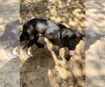 Small #5 Borador
