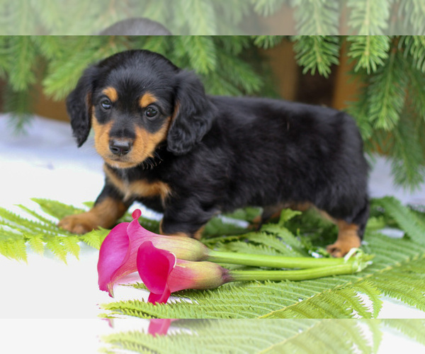 Medium Photo #6 Dachshund Puppy For Sale in GOSHEN, IN, USA