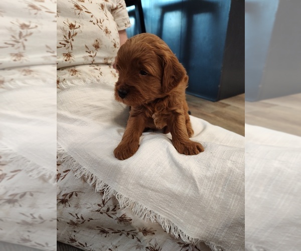 Medium Photo #10 Goldendoodle (Miniature) Puppy For Sale in GLENN, CA, USA
