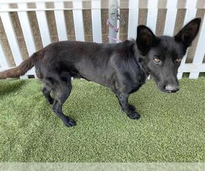 German Shepherd Dog-Unknown Mix Dogs for adoption in Modesto, CA, USA
