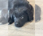 Small #4 Labrador Retriever Mix